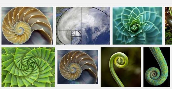 Fibonacci Spirals in Nature